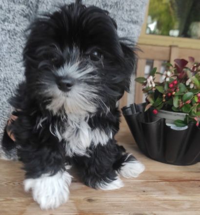 Malteser Yorkshire Welpen - Morkie