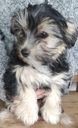 Malteser Yorkshire Welpen - Morkie