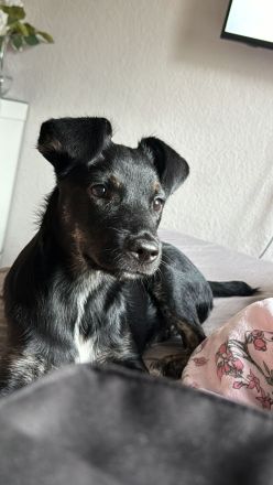 Mischlinghündin Maya