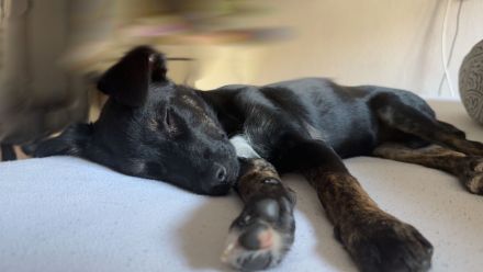 Mischlinghündin Maya