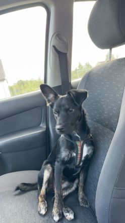 Mischlinghündin Maya