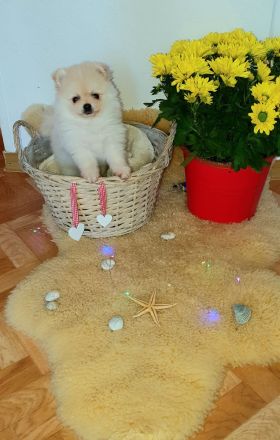 Kleine Bärchen suchen ein zu Hause ❣️