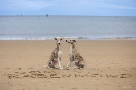Wir erwarten unseren 2. Wurf Ende Januar 2025