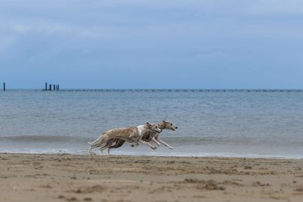 Wir erwarten unseren 2. Wurf Ende Januar 2025