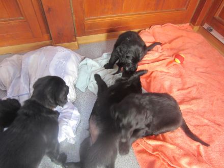 Wir erwarten Flat-Coated-Retriever Welpen !!