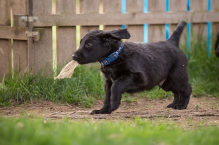 Wir erwarten Flat-Coated-Retriever Welpen !!