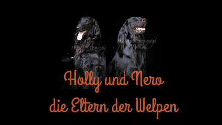 Wir erwarten Flat-Coated-Retriever Welpen !!