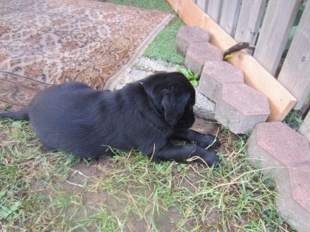 Wir erwarten Flat-Coated-Retriever Welpen !!