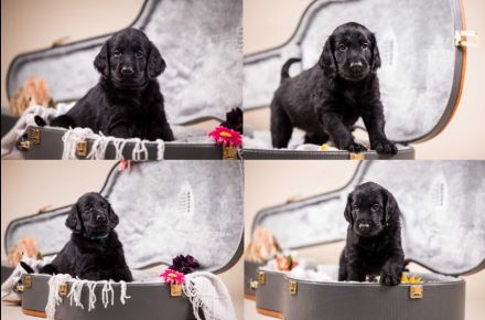 Wir erwarten Flat-Coated-Retriever Welpen !!