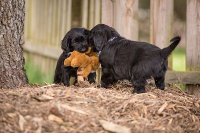 Wir erwarten Flat-Coated-Retriever Welpen !!