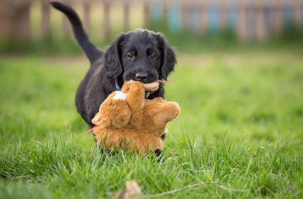 Wir erwarten Flat-Coated-Retriever Welpen !!