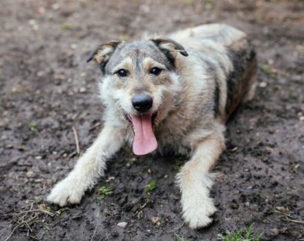 Treuer Wirbelwind BIJOU (w) sucht Familienanschluss