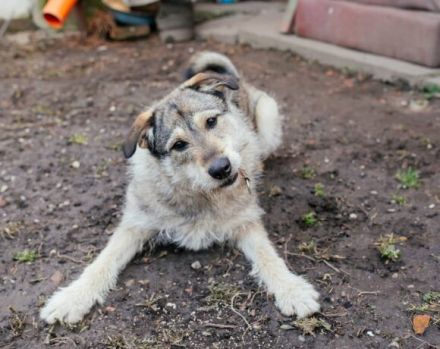 Treuer Wirbelwind BIJOU (w) sucht Familienanschluss