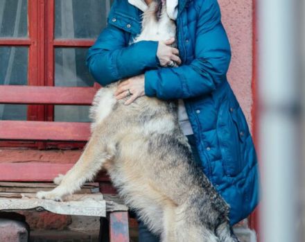 Treuer Wirbelwind BIJOU (w) sucht Familienanschluss