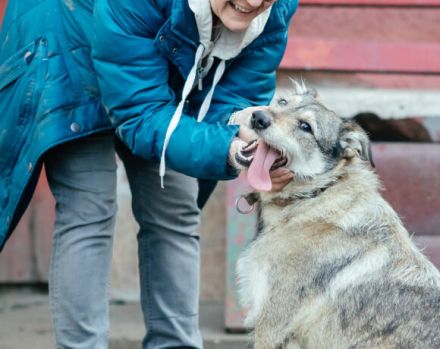 Treuer Wirbelwind BIJOU (w) sucht Familienanschluss
