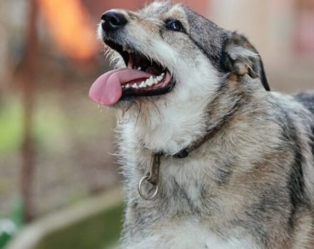 Treuer Wirbelwind BIJOU (w) sucht Familienanschluss