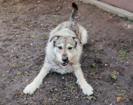 Treuer Wirbelwind BIJOU (w) sucht Familienanschluss