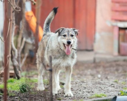 Treuer Wirbelwind BIJOU (w) sucht Familienanschluss