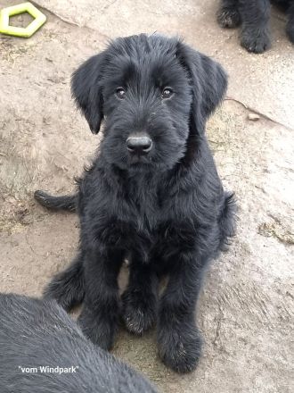 Riesenschnauzerwelpen mit VDH/ PSK Papieren
