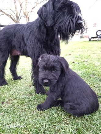 Riesenschnauzerwelpen mit VDH/ PSK Papieren