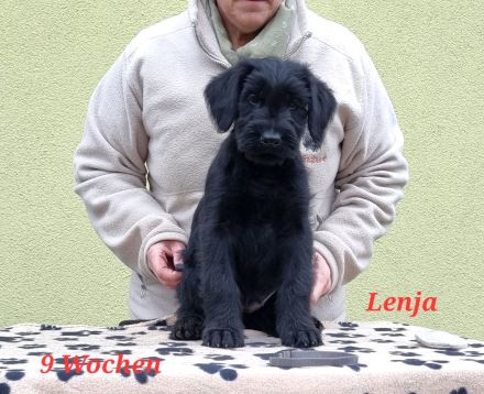 Riesenschnauzerwelpen mit VDH/ PSK Papieren