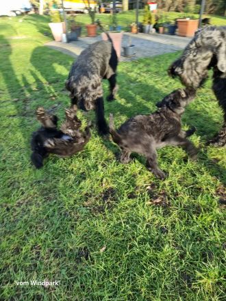 Riesenschnauzerwelpen mit VDH/ PSK Papieren