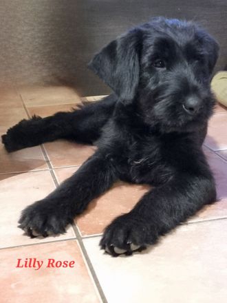 Riesenschnauzerwelpen mit VDH/ PSK Papieren