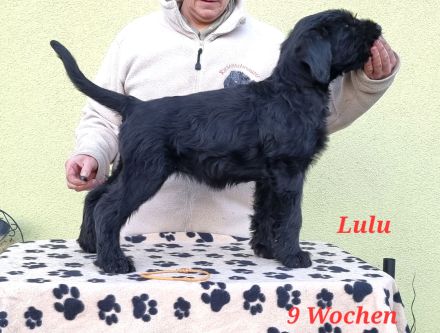 Riesenschnauzerwelpen mit VDH/ PSK Papieren