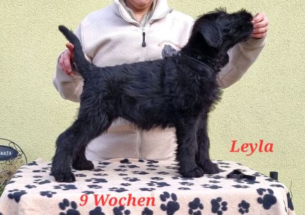 Riesenschnauzerwelpen mit VDH/ PSK Papieren