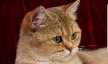 Britisch Kurzhaar BKH Deckkater black Golden shaded NY11 optional auch mit Stammbaum