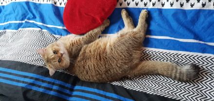 Britisch Kurzhaar BKH Deckkater black Golden shaded NY11 optional auch mit Stammbaum