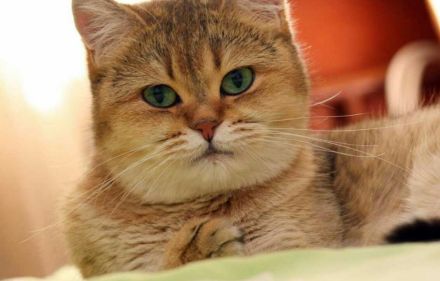 Britisch Kurzhaar BKH Deckkater black Golden shaded NY11 optional auch mit Stammbaum