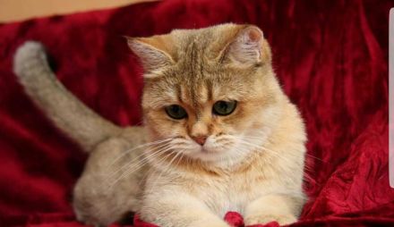 Britisch Kurzhaar BKH Deckkater black Golden shaded NY11 optional auch mit Stammbaum