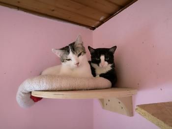 Mascha, Irina, Anastasia, Vladimir, Vitali und Victoria