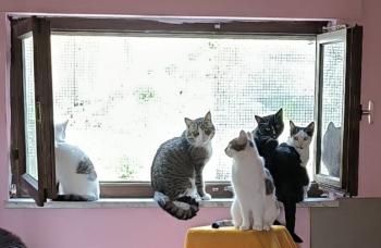 Mascha, Irina, Anastasia, Vladimir, Vitali und Victoria