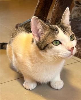 Mascha, Irina, Anastasia und Victoria