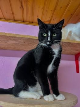 Mascha, Irina, Anastasia, Vladimir, Vitali und Victoria