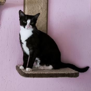 Mascha, Irina, Anastasia, Vladimir, Vitali und Victoria