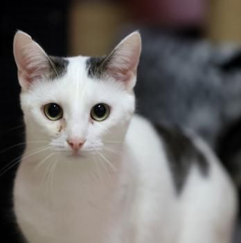 Mascha, Irina, Anastasia und Victoria