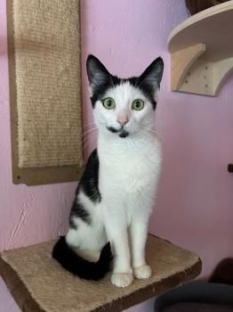 Mascha, Irina, Anastasia, Vladimir, Vitali und Victoria