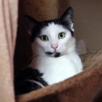 Mascha, Irina, Anastasia und Victoria