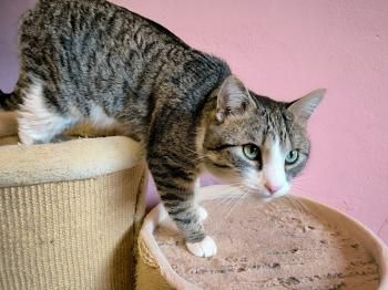 Mascha, Irina, Anastasia, Vladimir, Vitali und Victoria