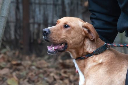 Murphy - sucht sportliche Menschen