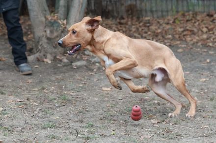 Murphy - sucht sportliche Menschen