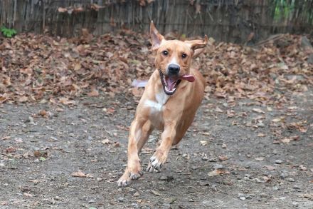 Murphy - sucht sportliche Menschen