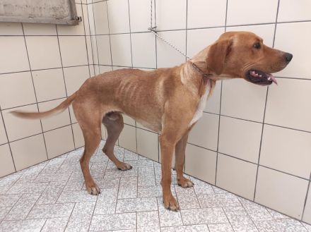 Murphy - sucht sportliche Menschen