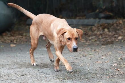 Murphy - sucht sportliche Menschen