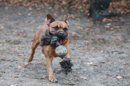 Fritzi - sucht aktive Menschen