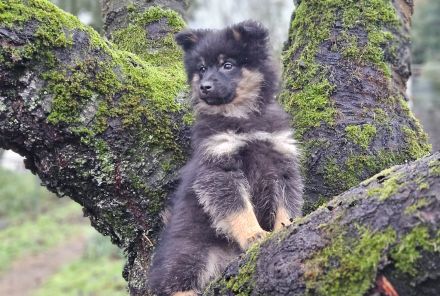 Die letzten beiden zuckersüßen Pomsky-Rüden suchen ihre Familie