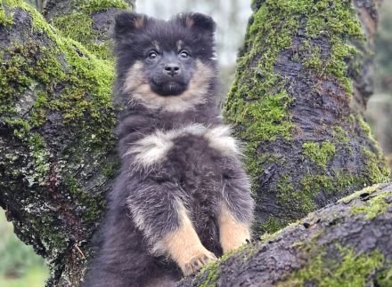 Die letzten beiden zuckersüßen Pomsky-Rüden suchen ihre Familie